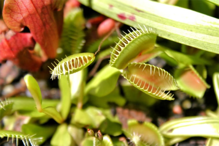 Venus flytraps can gather nutrients from gases in the air and the soil, but they live in poor soil. So they are healthier if they consume meaty flies as well.